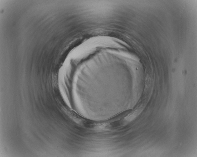 X0000070250096200606301637