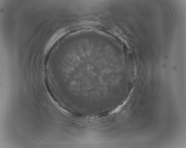 X0000070250101200606301636