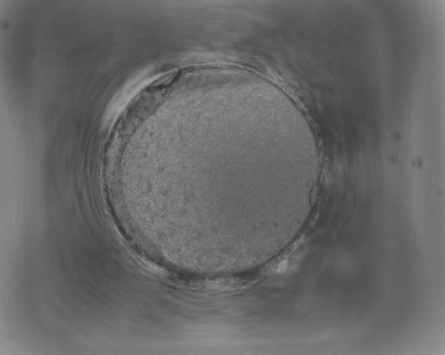 X0000070250103200606301636