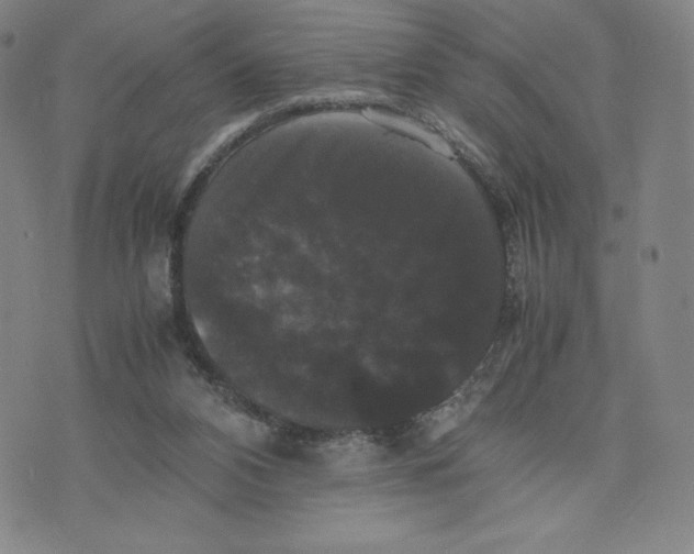 X0000070250112200606301636