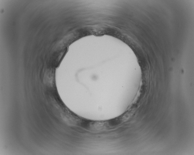 X0000070250129200606301635