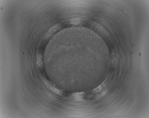 X0000070250136200606301635