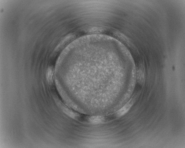 X0000070250142200606301635