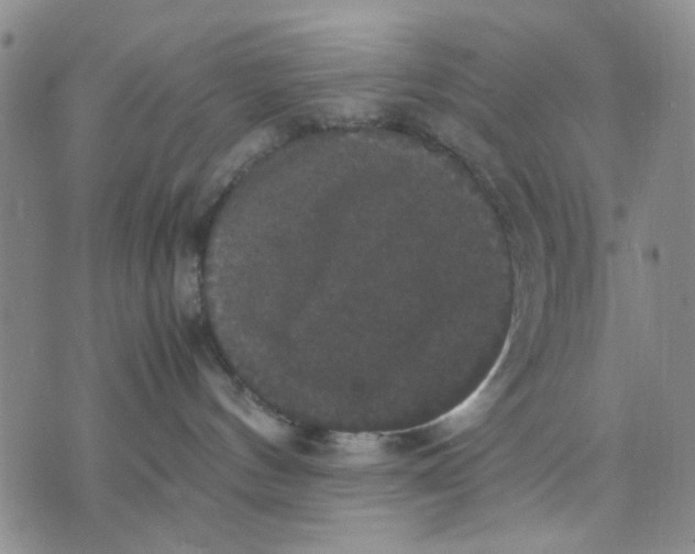 X0000070250144200606301635