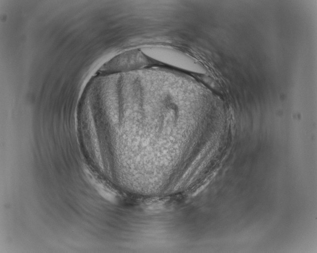 X0000070250148200606301634