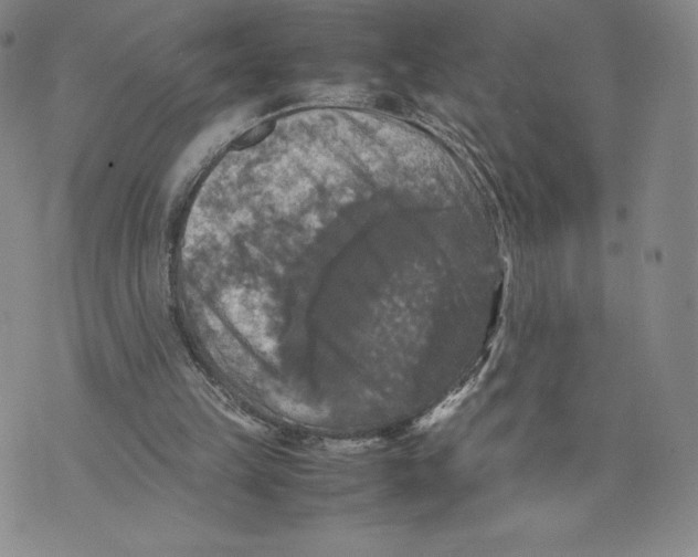 X0000070250149200606301634