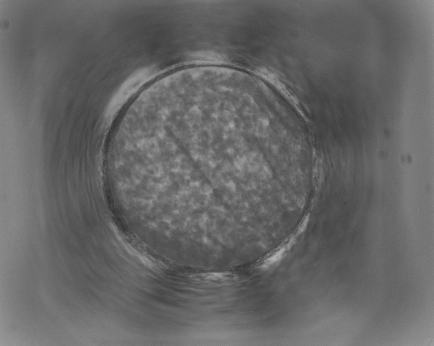 X0000070250151200606301634