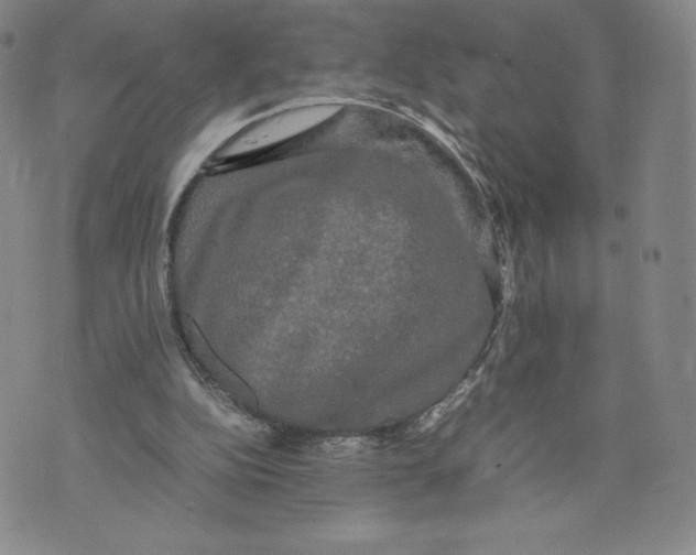 X0000070250152200606301634