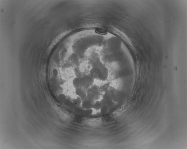 X0000070250155200606301634