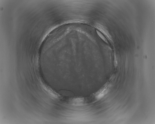 X0000070250156200606301634