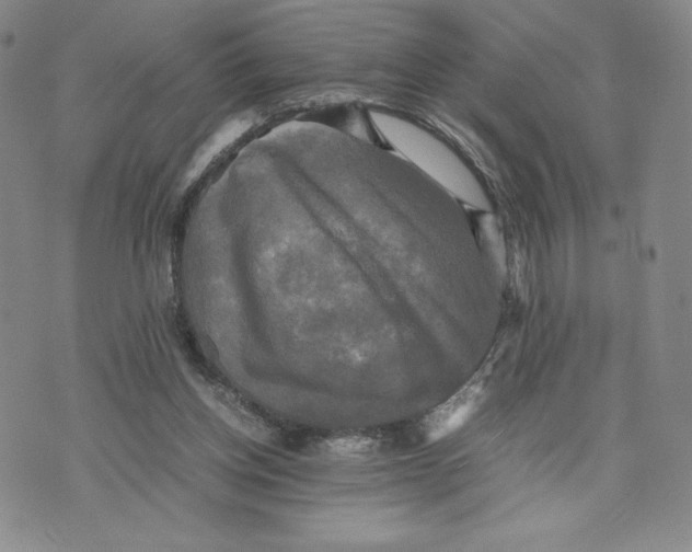 X0000070250158200606301634