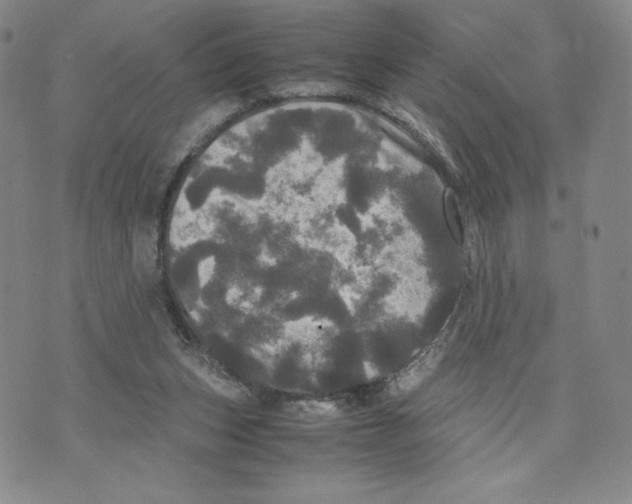 X0000070250159200606301634