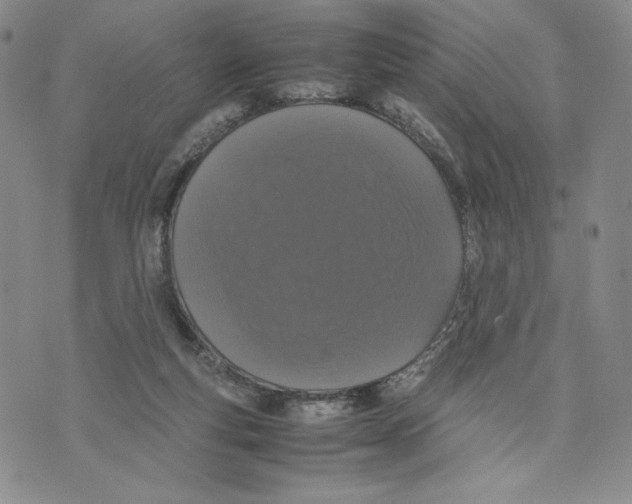 X0000070250163200606301635