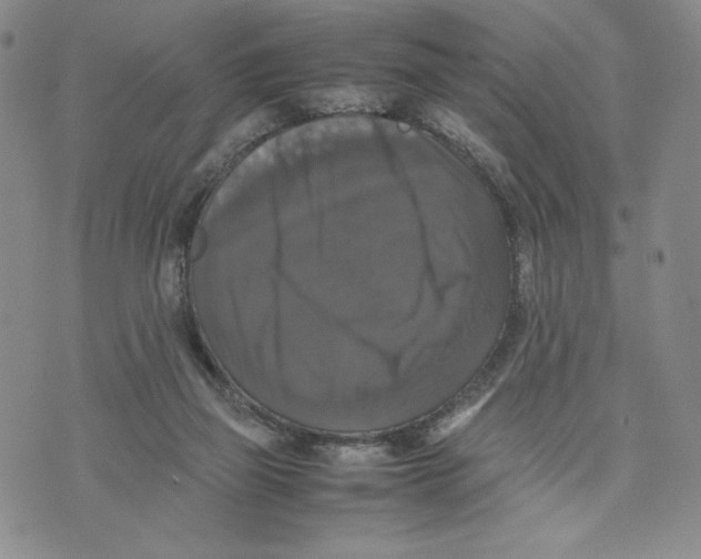 X0000070250165200606301635