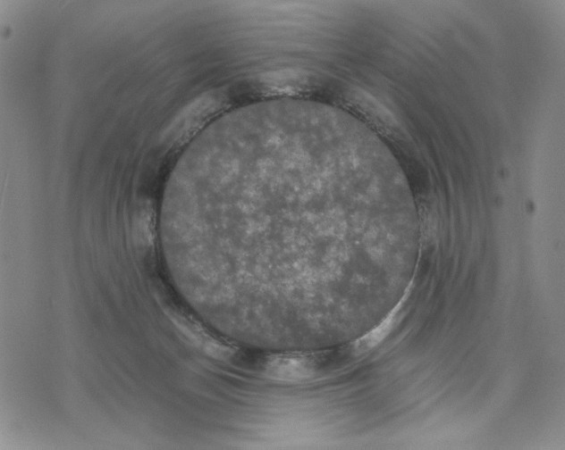 X0000070250174200606301635