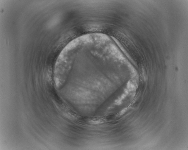 X0000070250175200606301635