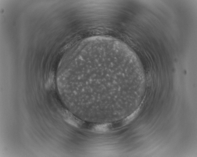 X0000070250178200606301635