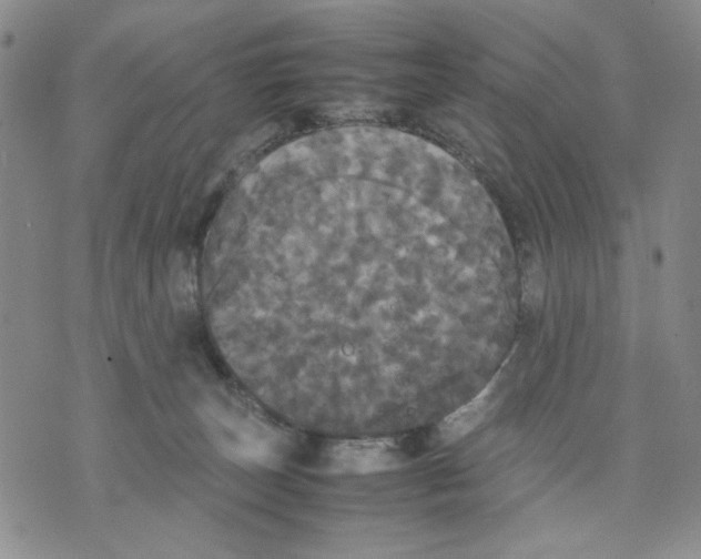 X0000070250179200606301635