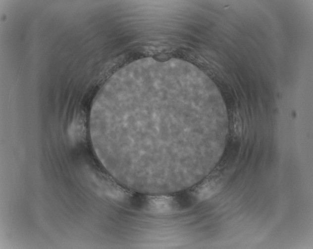 X0000070250226200606301634