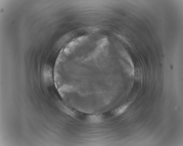 X0000070250238200606301633