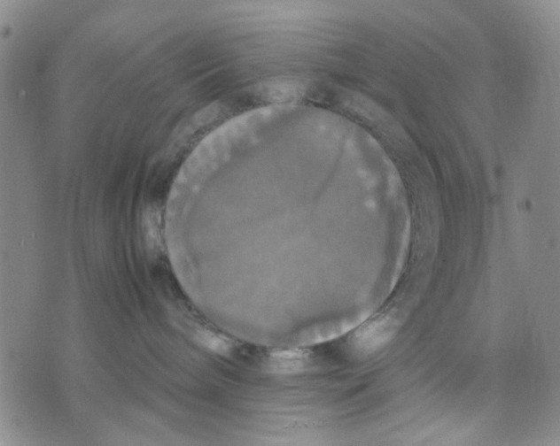 X0000070250240200606301633