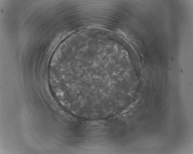 X0000070250241200606301633