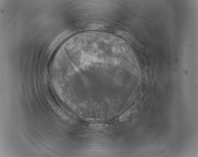 X0000070250242200606301633