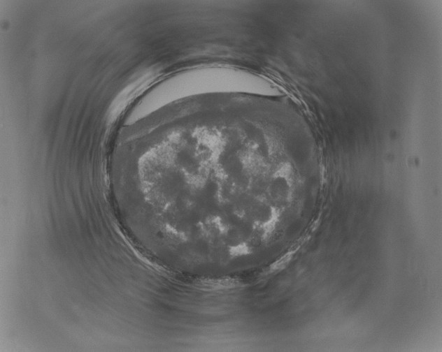 X0000070250245200606301633