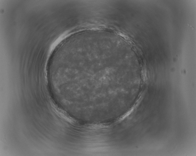 X0000070250246200606301633