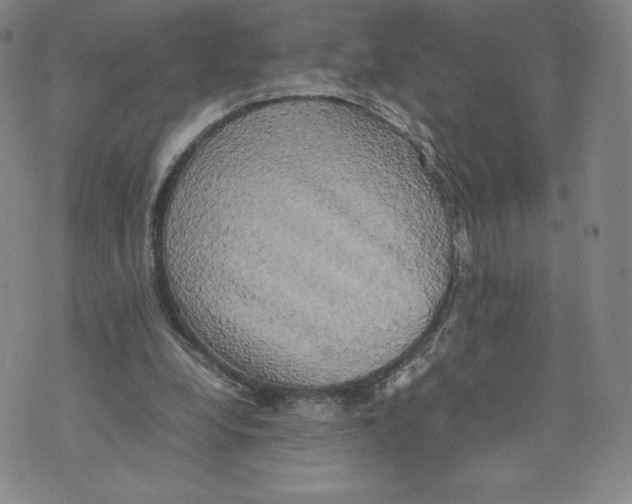 X0000070250248200606301633