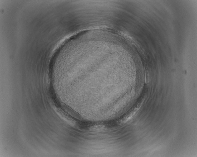 X0000070250252200606301633