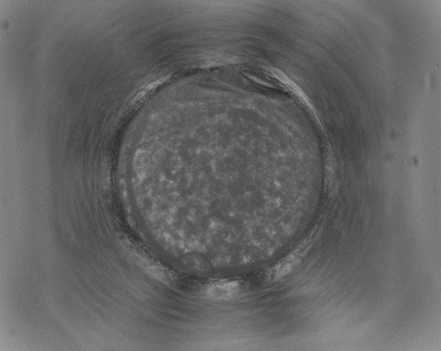 X0000070250257200606301633