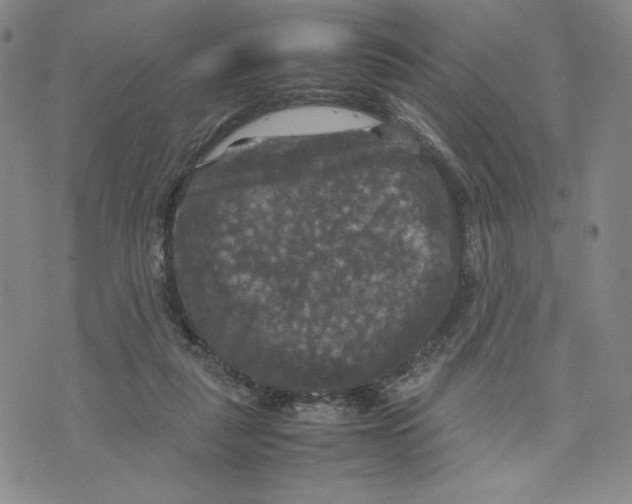 X0000070250259200606301633