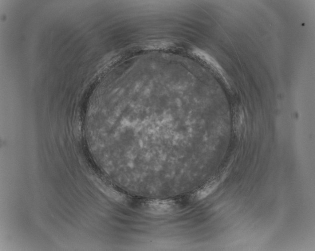 X0000070250261200606301633