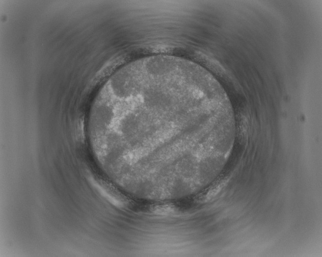 X0000070250262200606301633