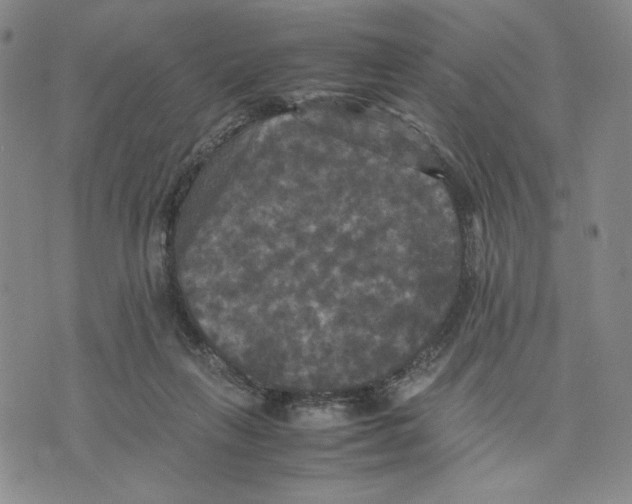 X0000070250263200606301633