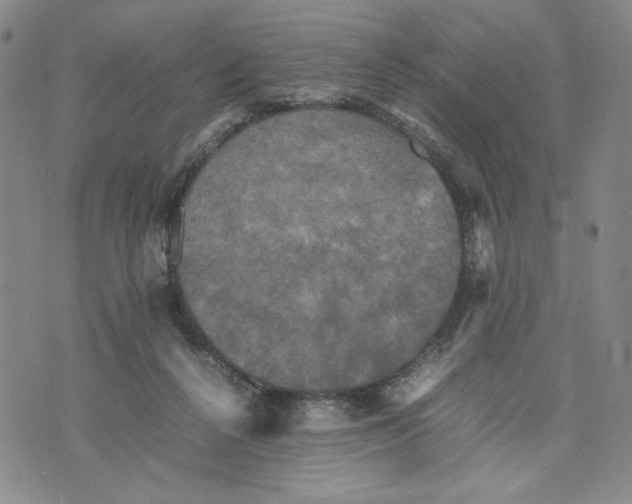 X0000070250264200606301633