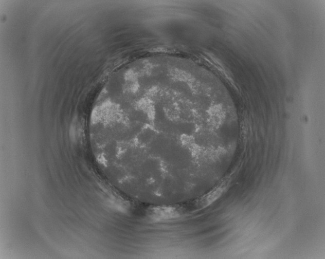 X0000070250265200606301633