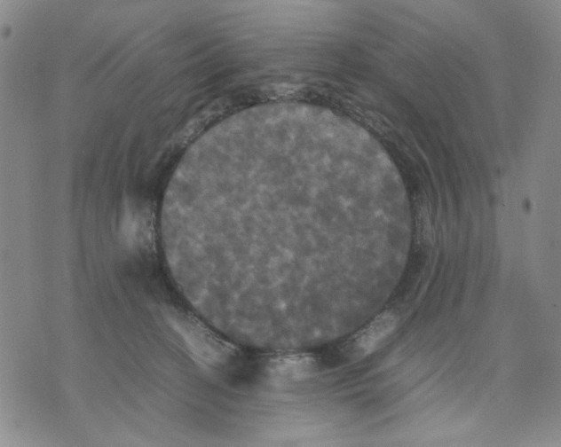 X0000070250274200606301633