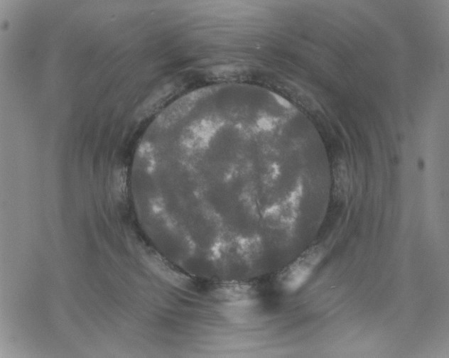 X0000070250278200606301633