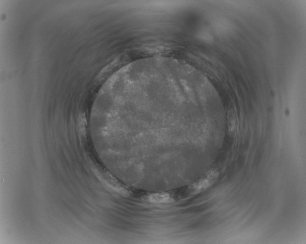 X0000070250279200606301633