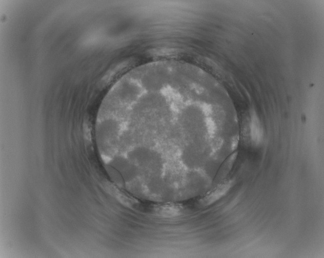 X0000070250282200606301633