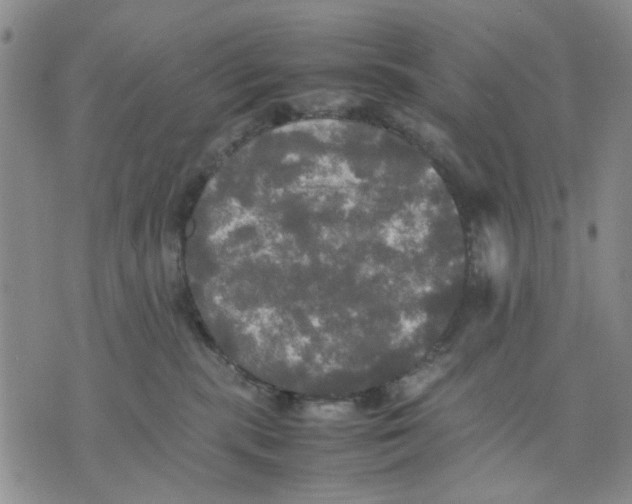 X0000070250283200606301633