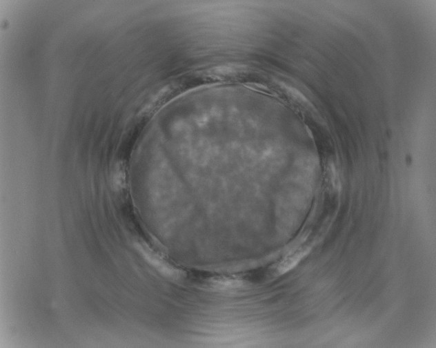 X0000070250284200606301633