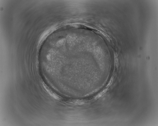 X0000070250293200606301633