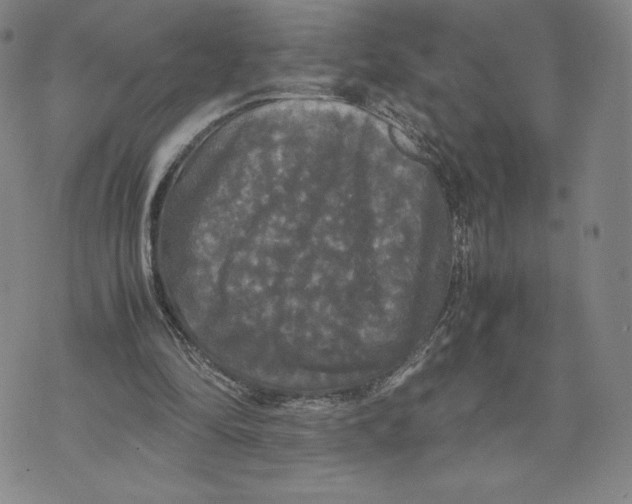 X0000070250294200606301633