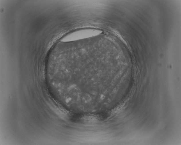 X0000070250299200606301632