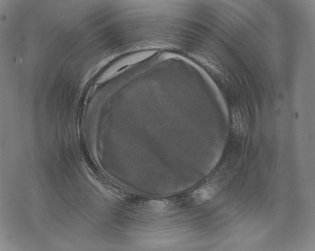 X0000070250302200606301632