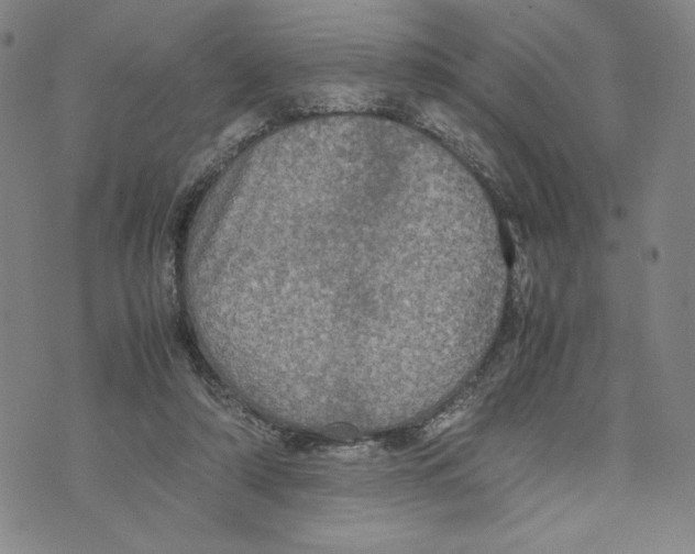 X0000070250306200606301632