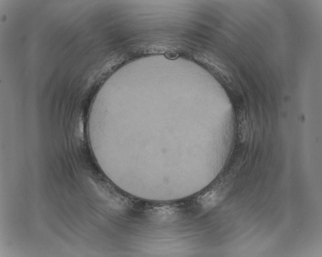 X0000070250310200606301632